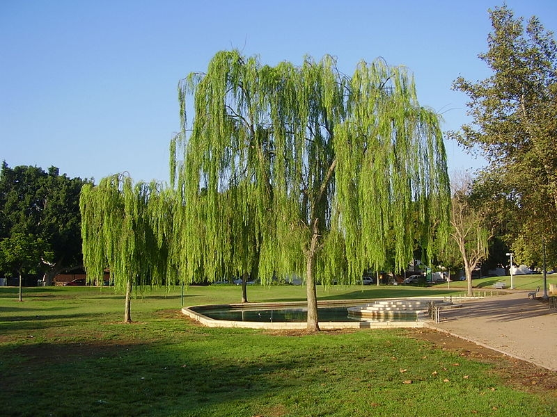 aravah (willow) in Gan Uri Gordon, Raanana